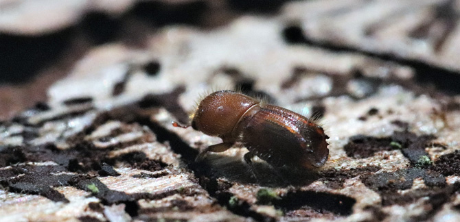 European spruce bark beetle. Photo: Mats Carlén