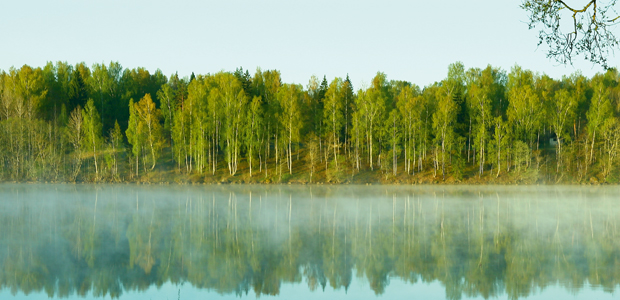 Skog i Lettland. Foto: Magnus Torle